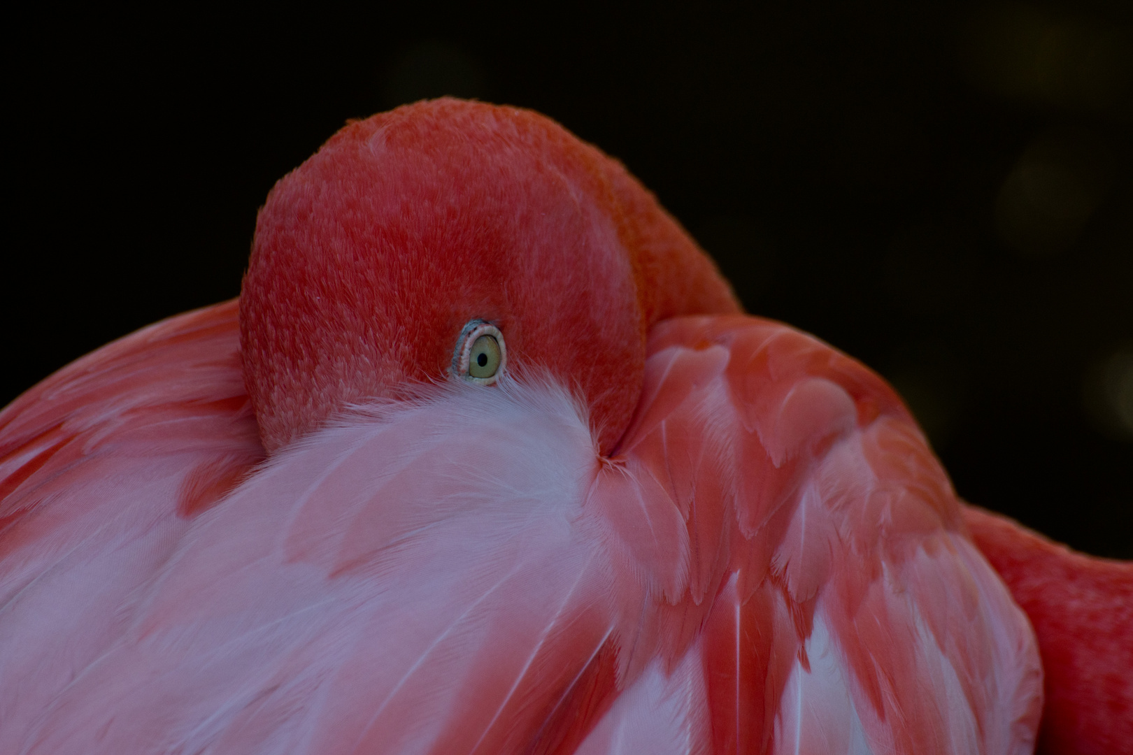 Flamingo