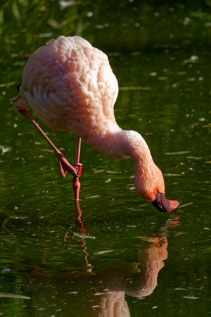 Flamingo