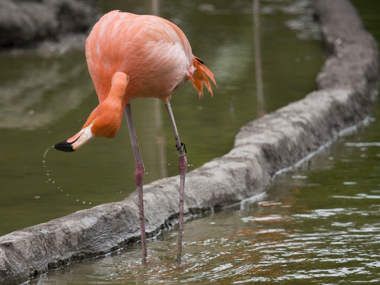 Flamingo