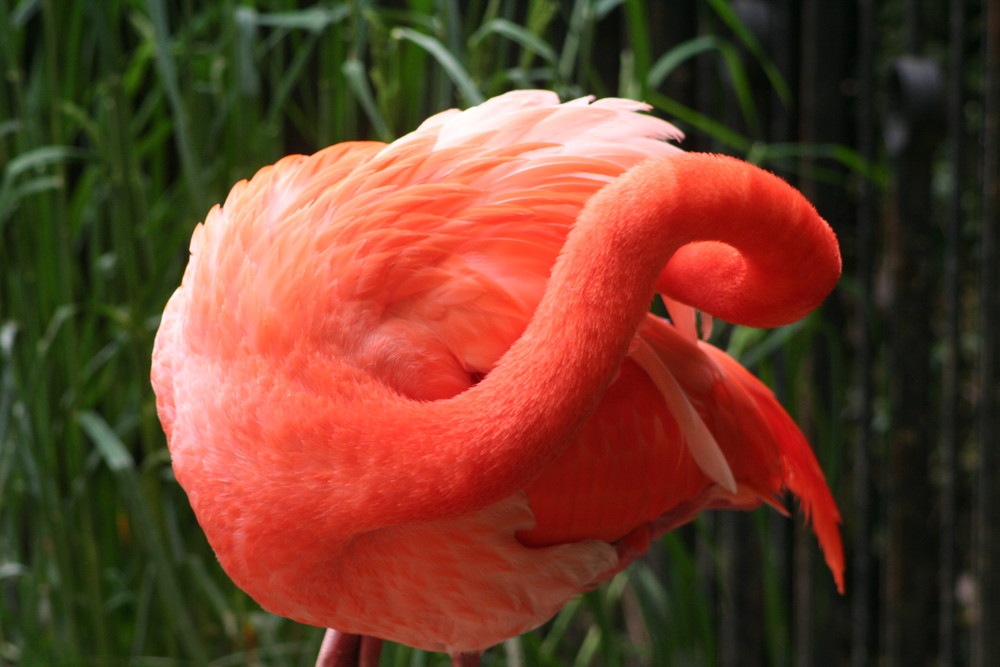 Flamingo