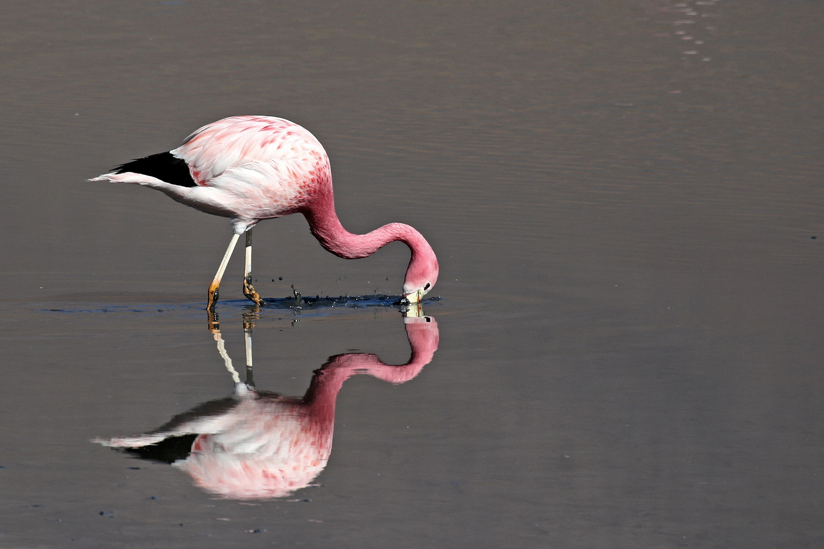 Flamingo 6