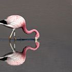 Flamingo 6