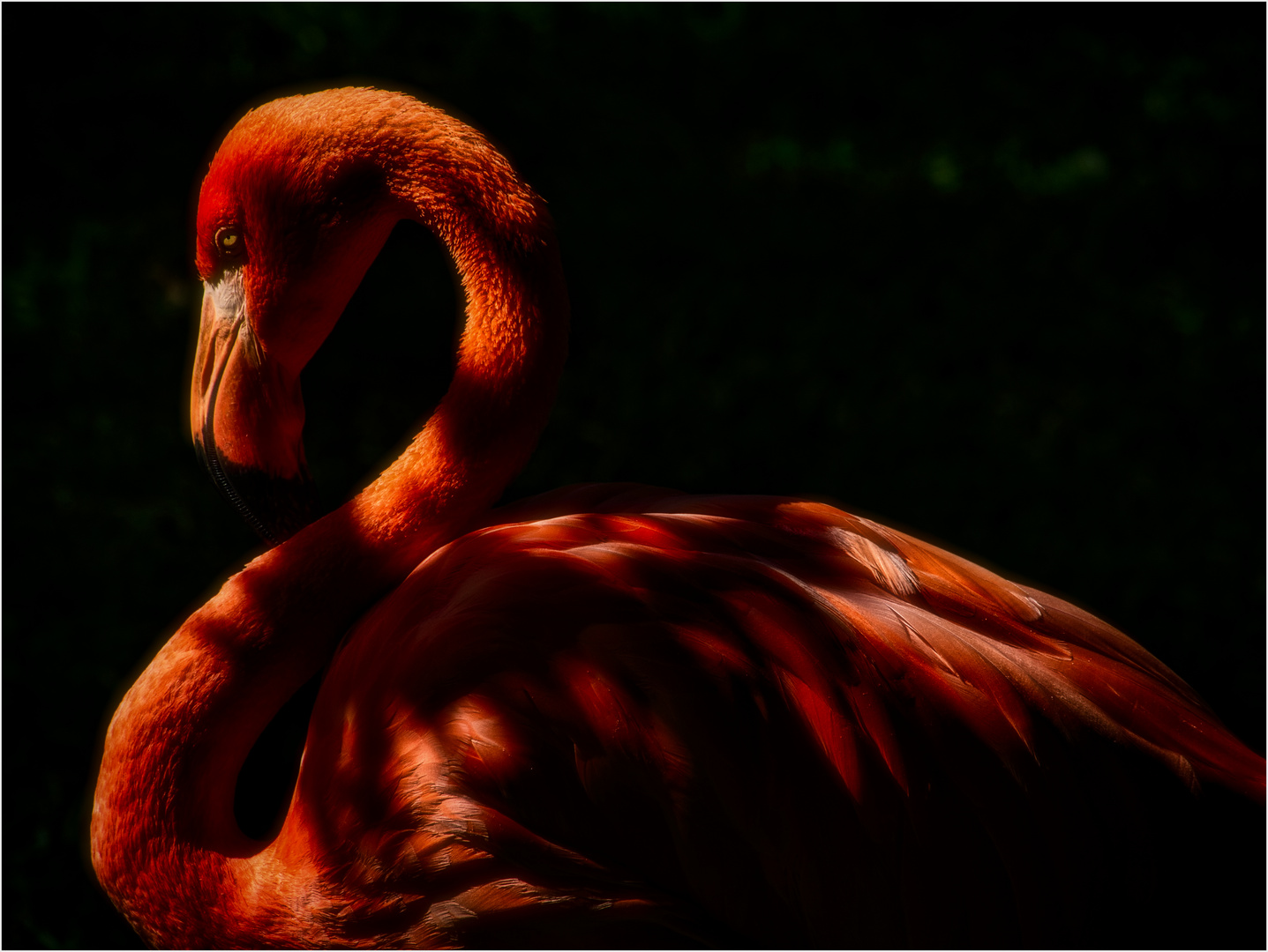 Flamingo, 6