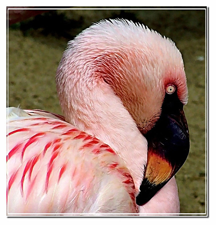 Flamingo