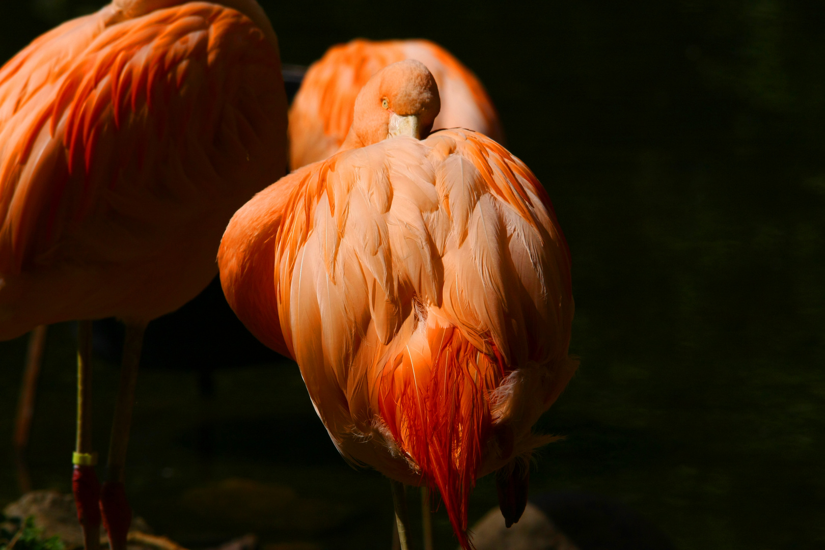 Flamingo