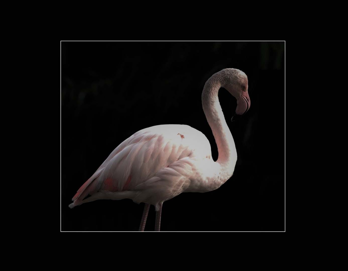 Flamingo