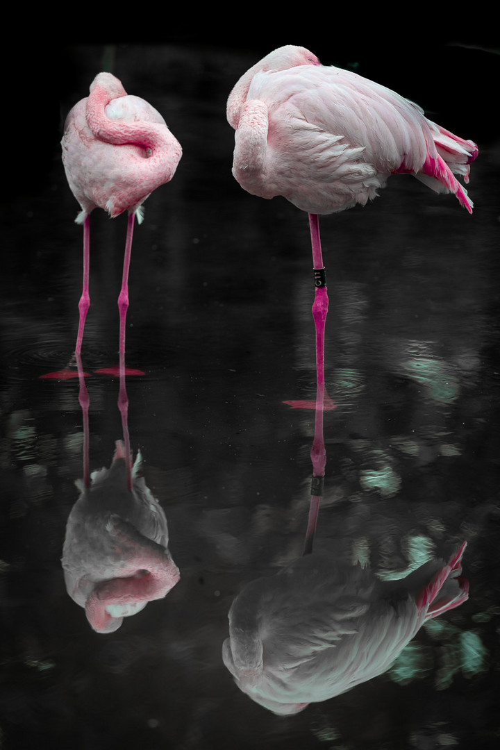 Flamingo