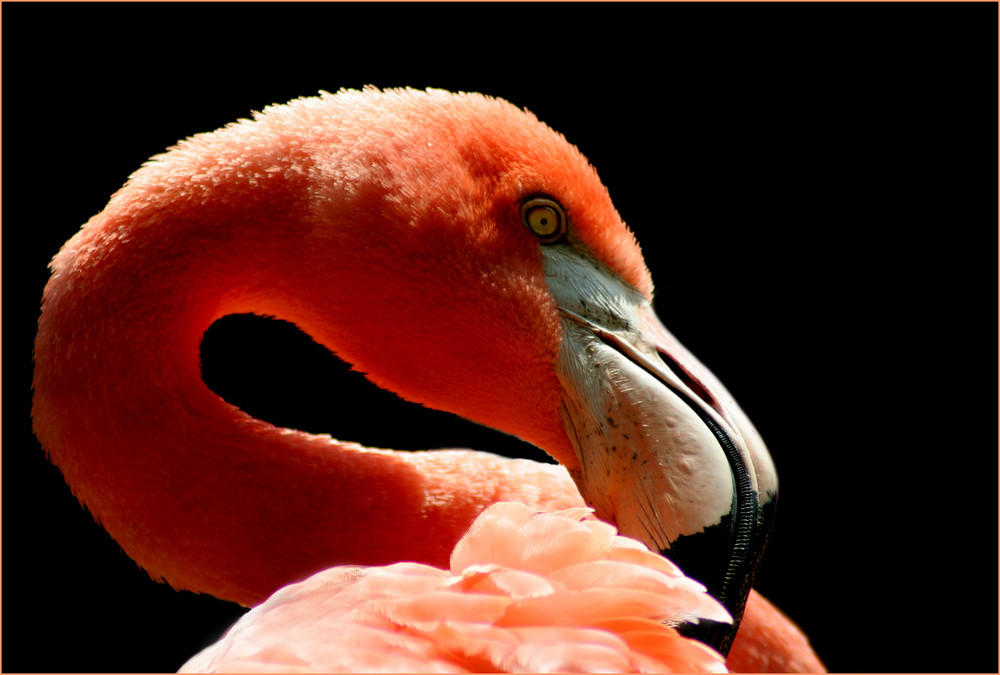 Flamingo