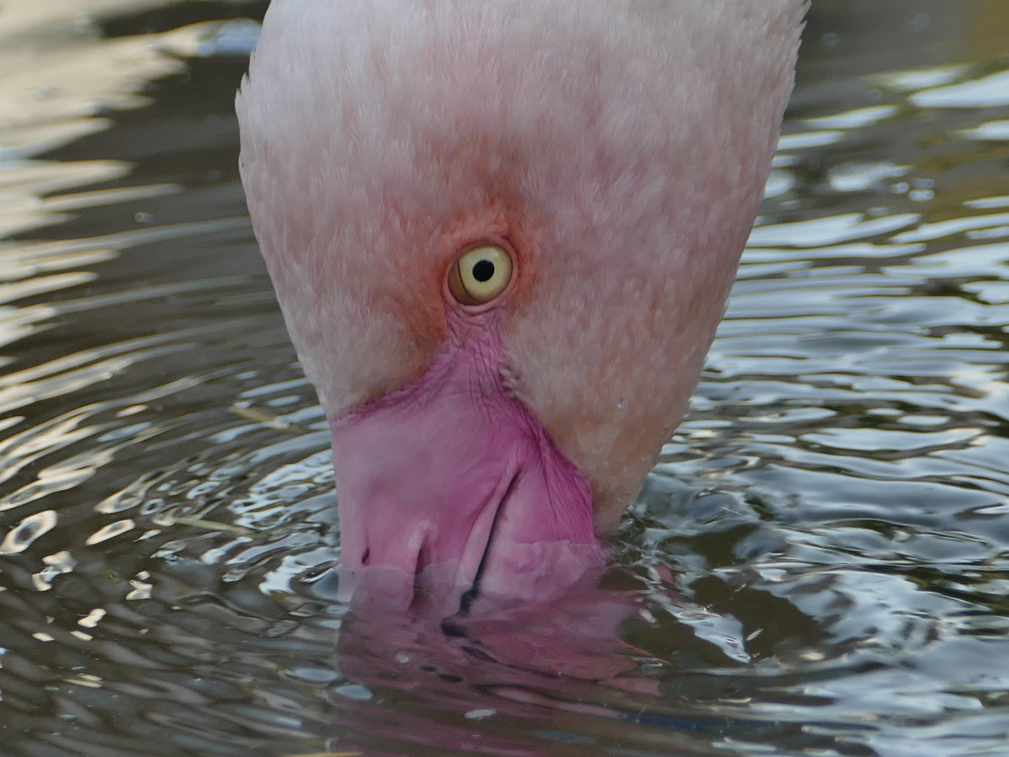 Flamingo