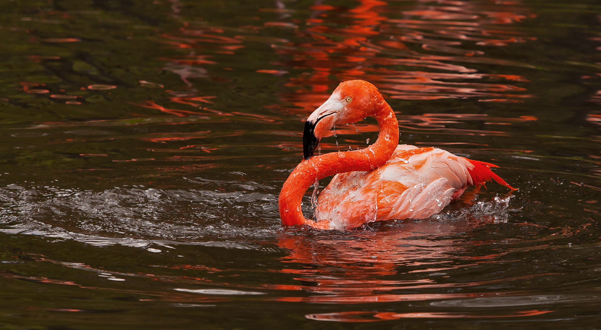 Flamingo Foto & Bild landschaft, lebensräume, wasser Bilder auf