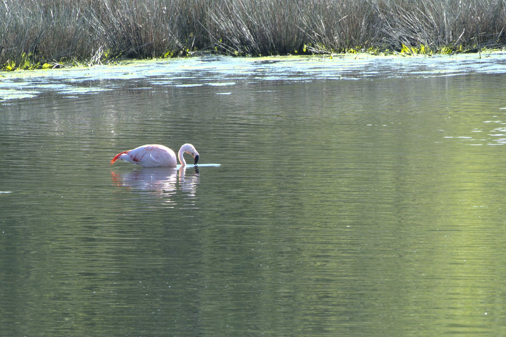 Flamingo