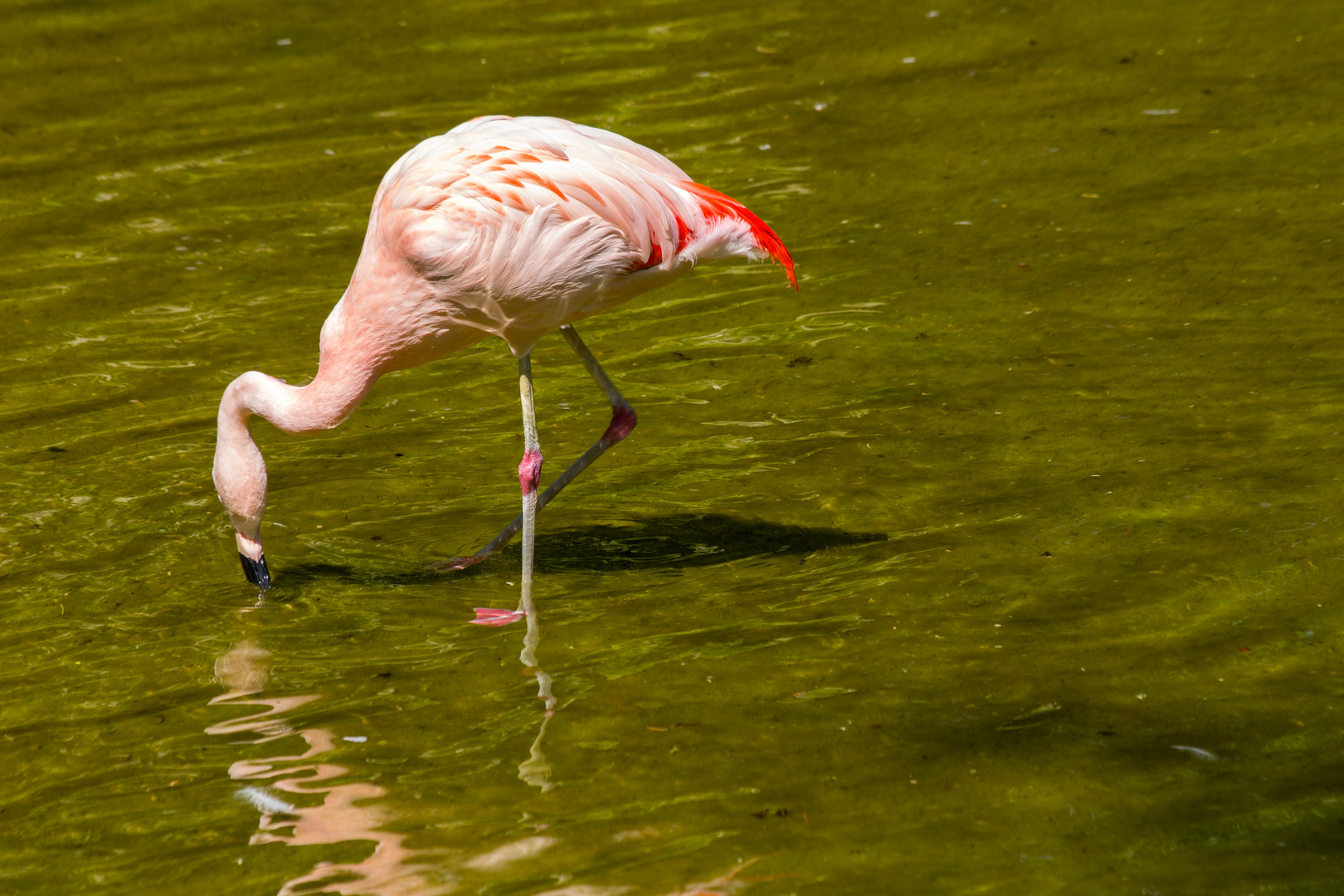 Flamingo