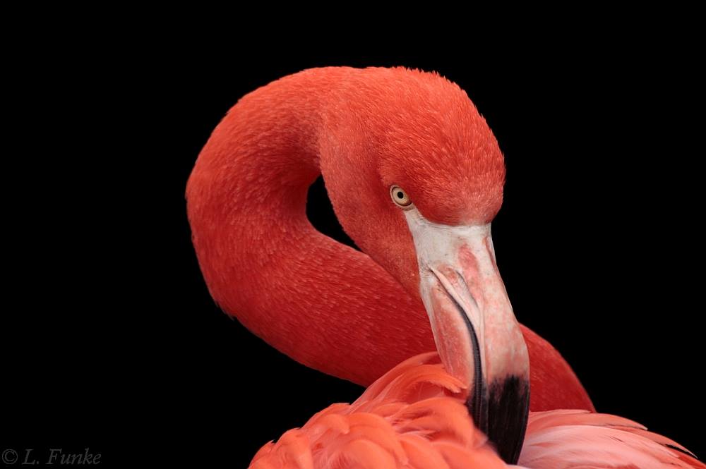 *** Flamingo ***