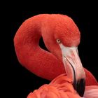 *** Flamingo ***