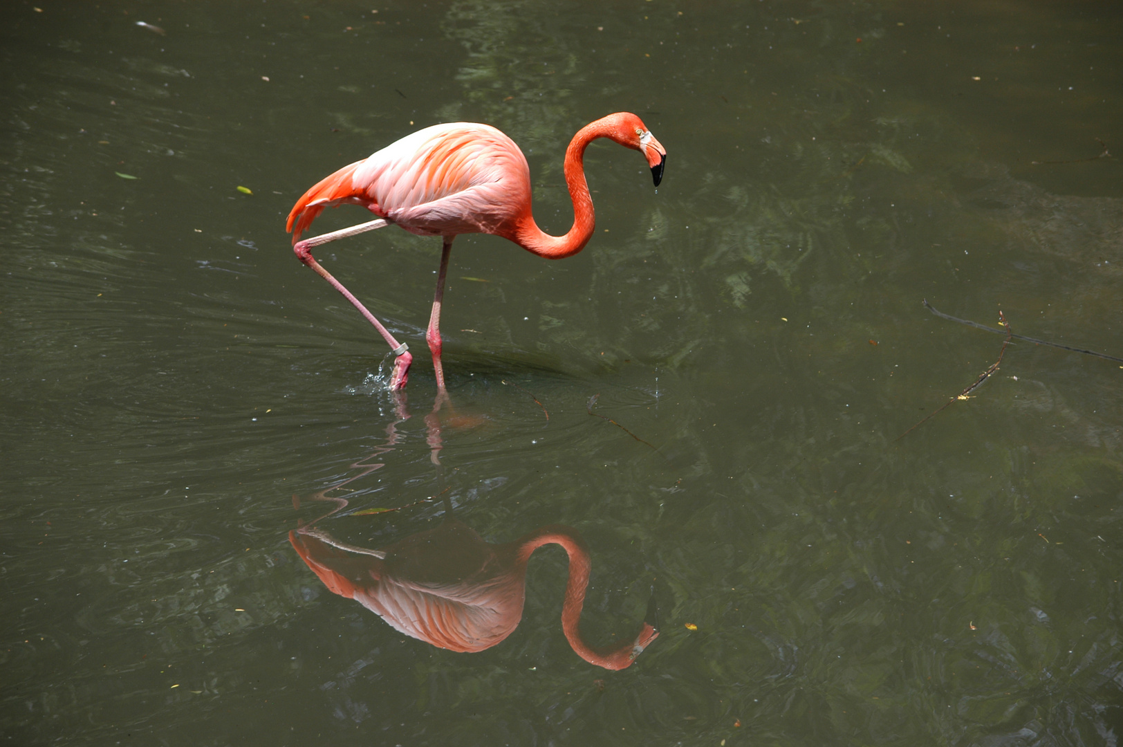 Flamingo