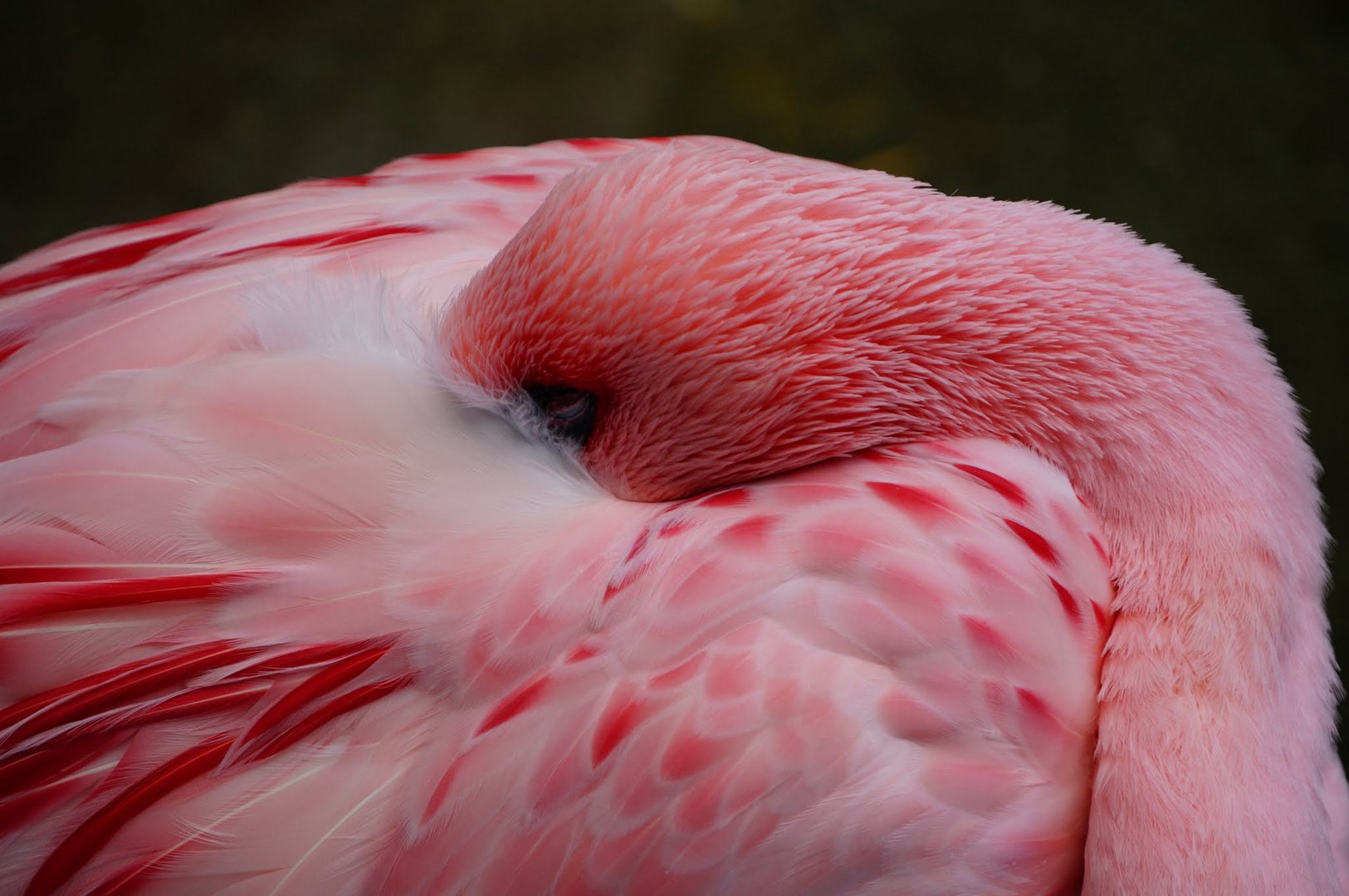 Flamingo