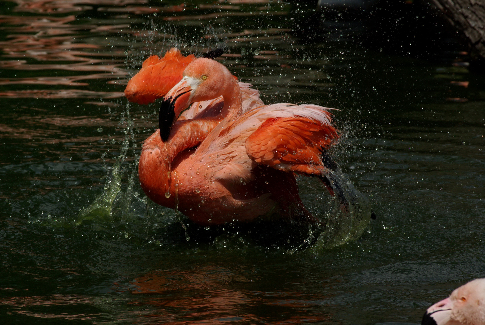 Flamingo