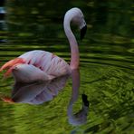 Flamingo 7