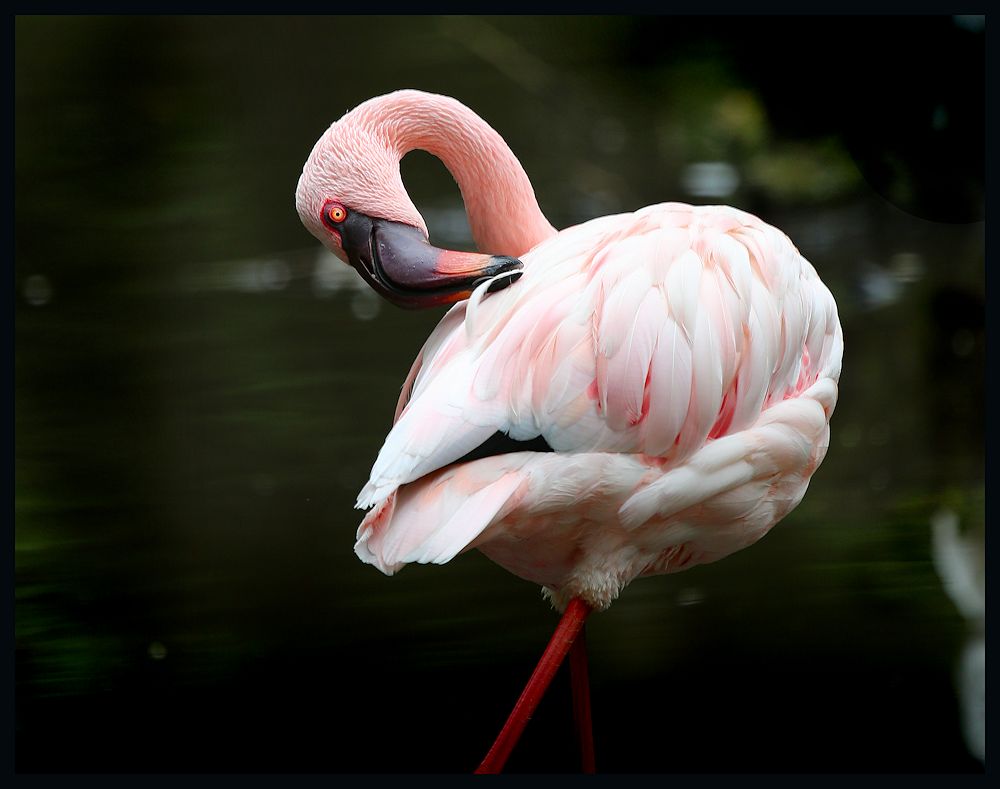 flamingo...