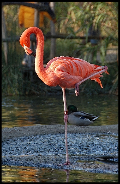 flamingo