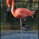 flamingo