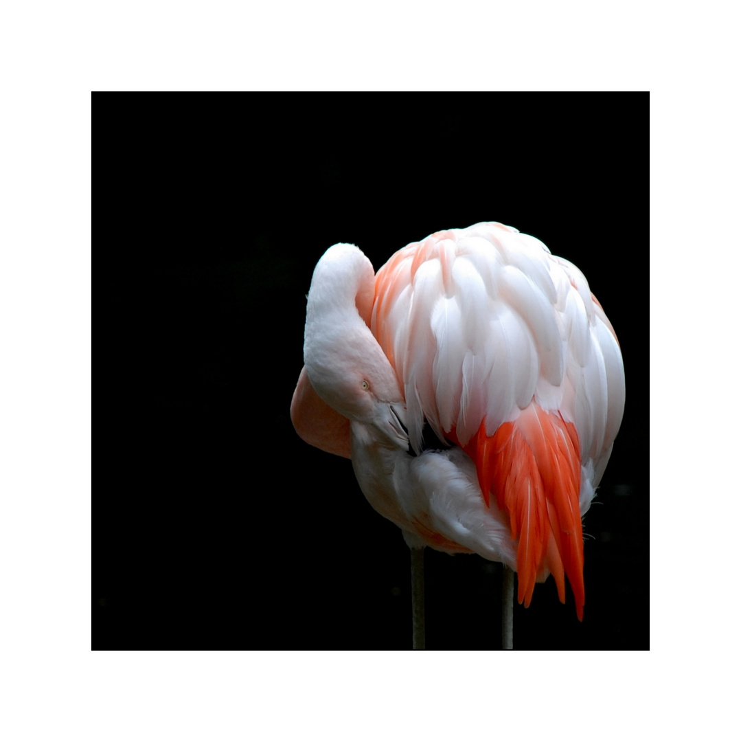 Flamingo !