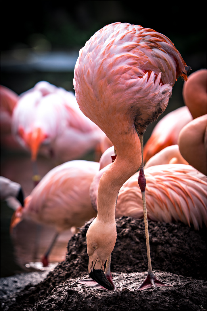 Flamingo