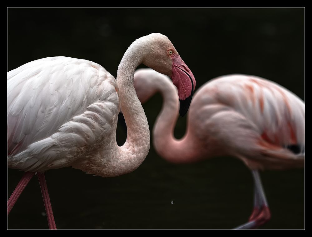 Flamingo