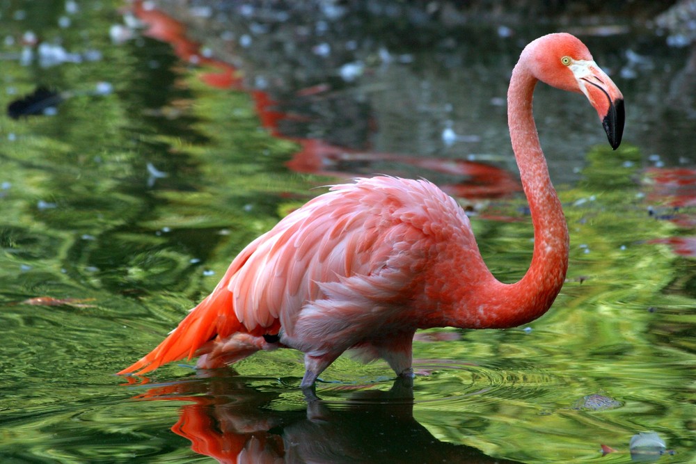 Flamingo