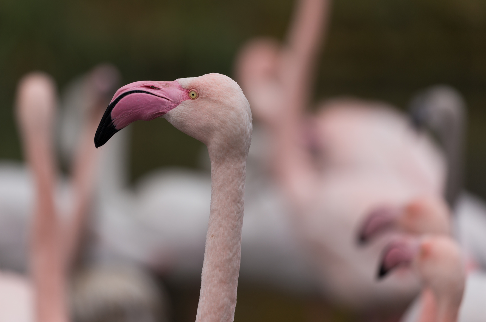 Flamingo