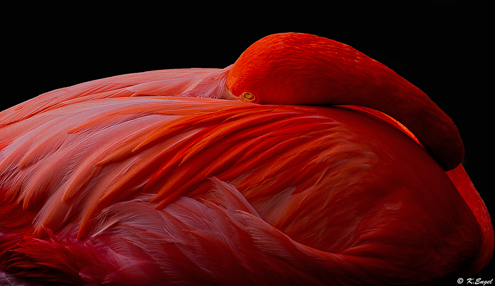 Flamingo