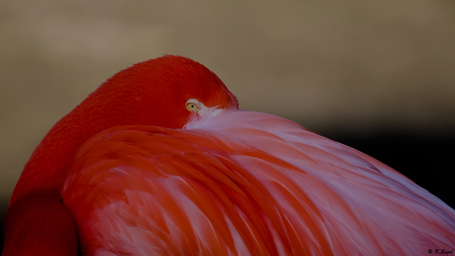 Flamingo