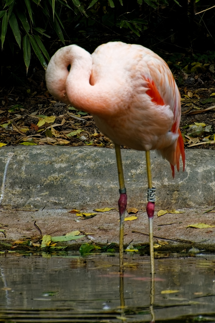 Flamingo