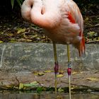 Flamingo