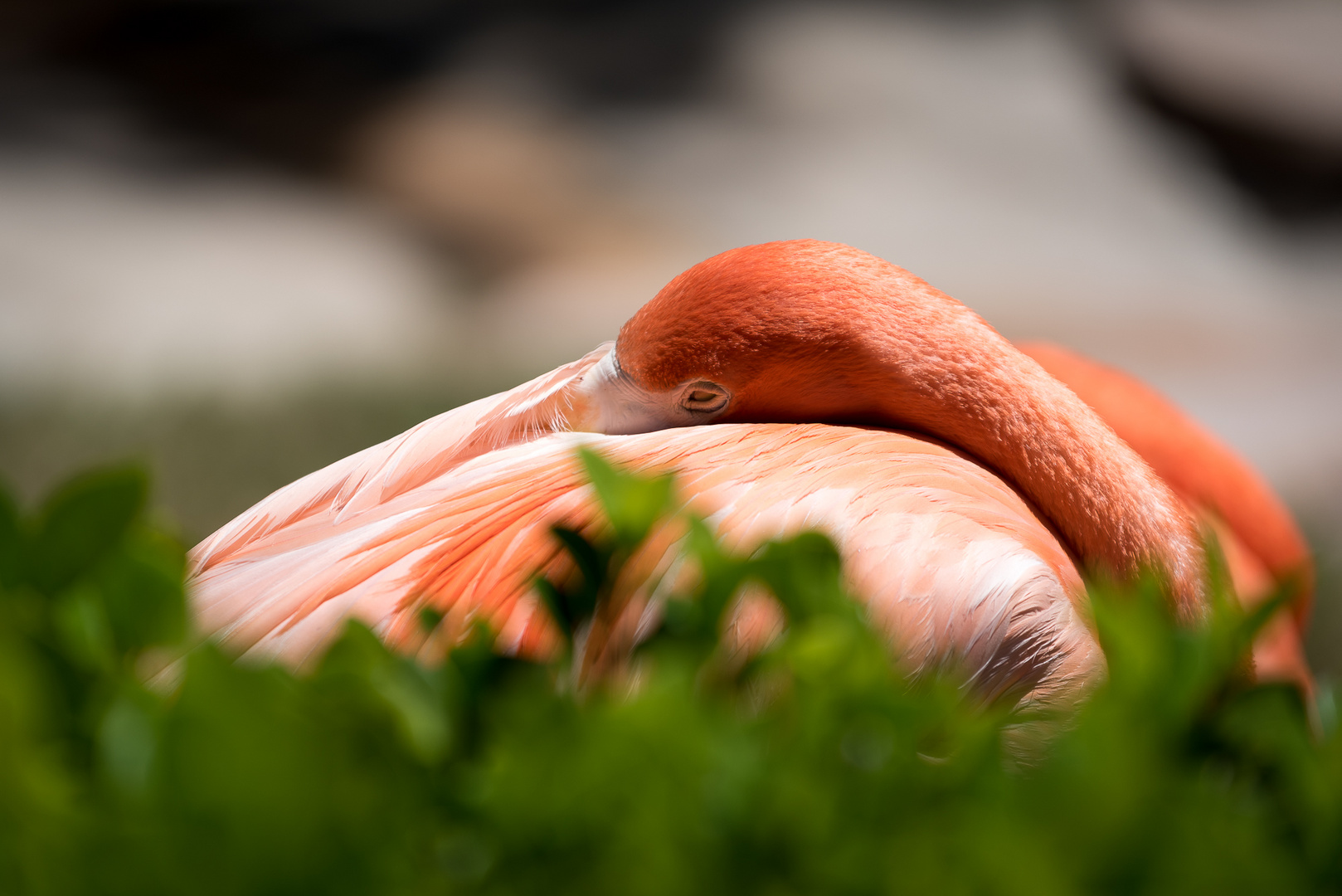 Flamingo