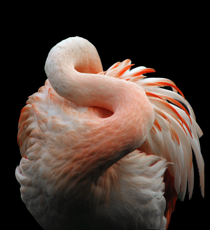 flamingo