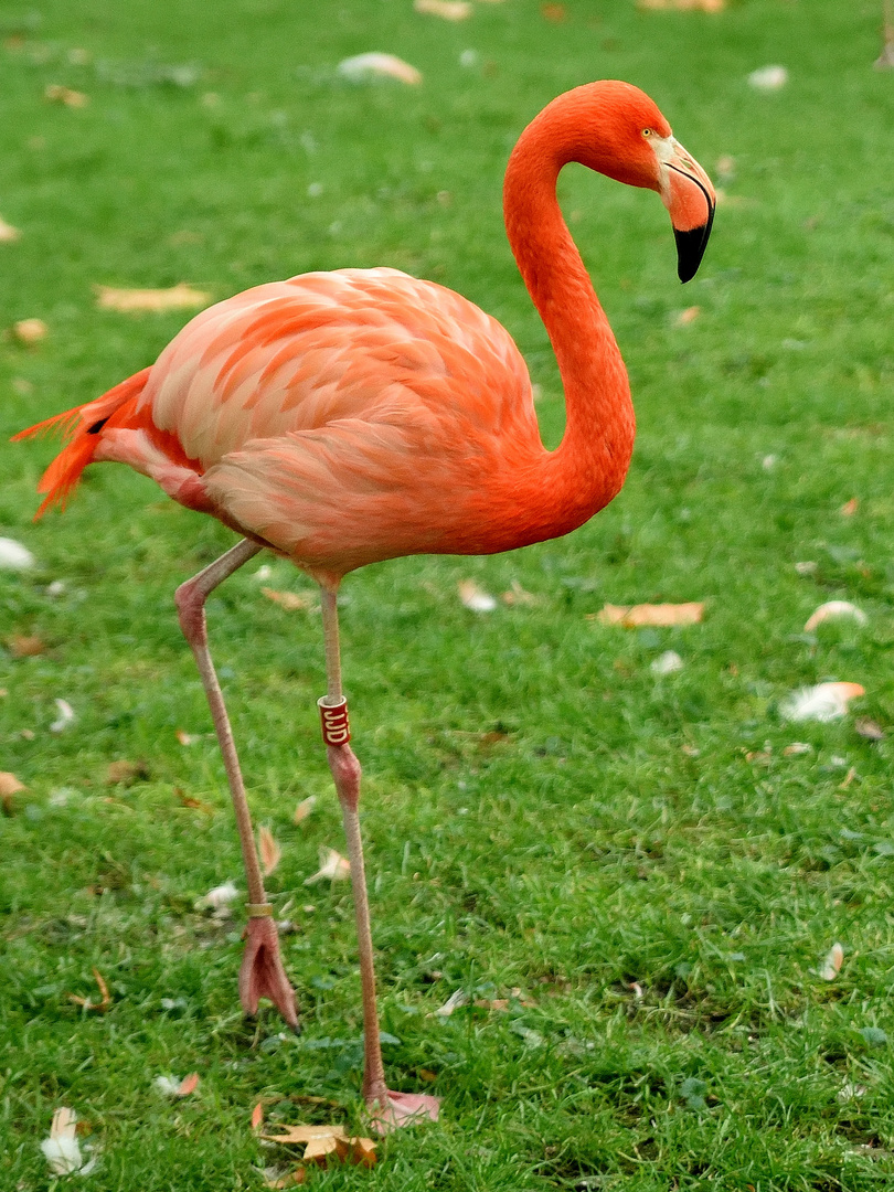 Flamingo