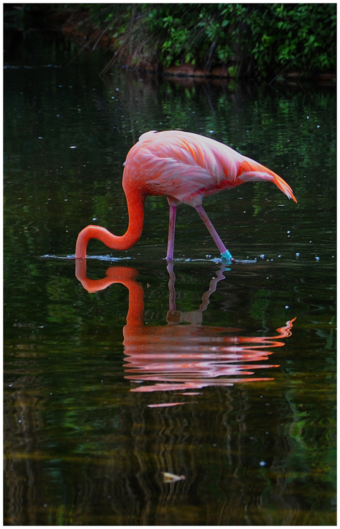 Flamingo