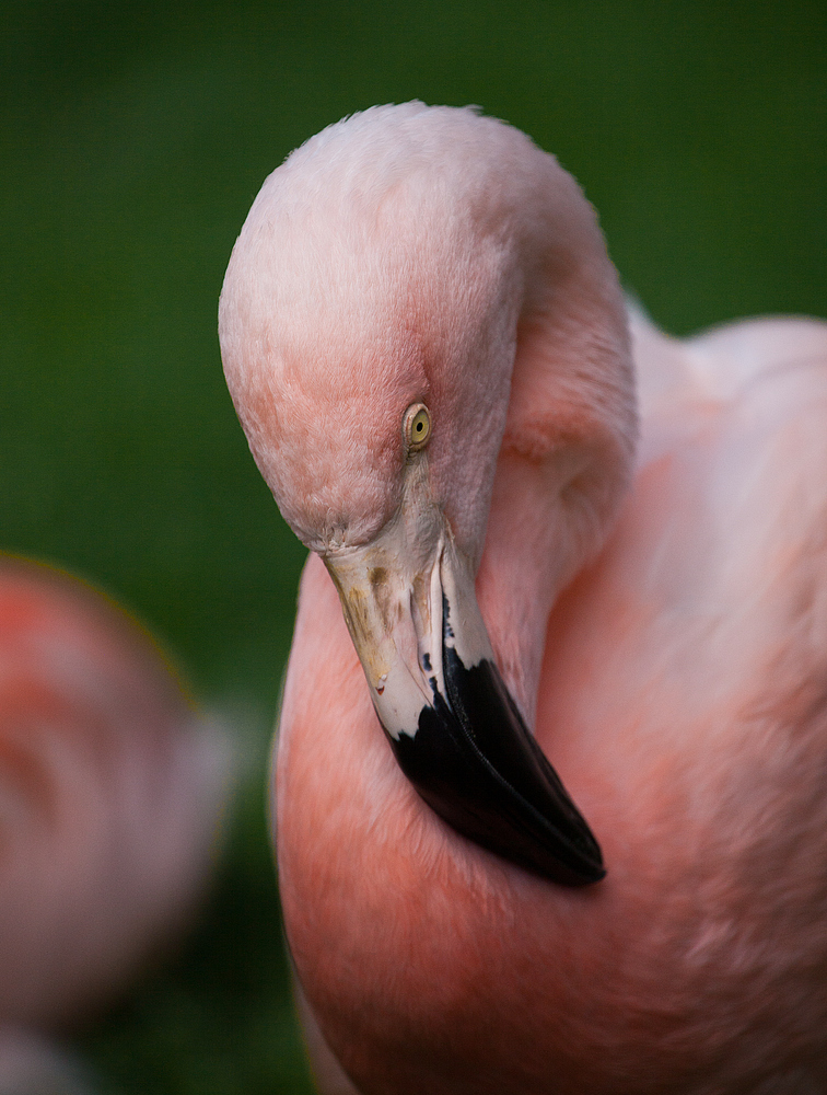 flamingo.