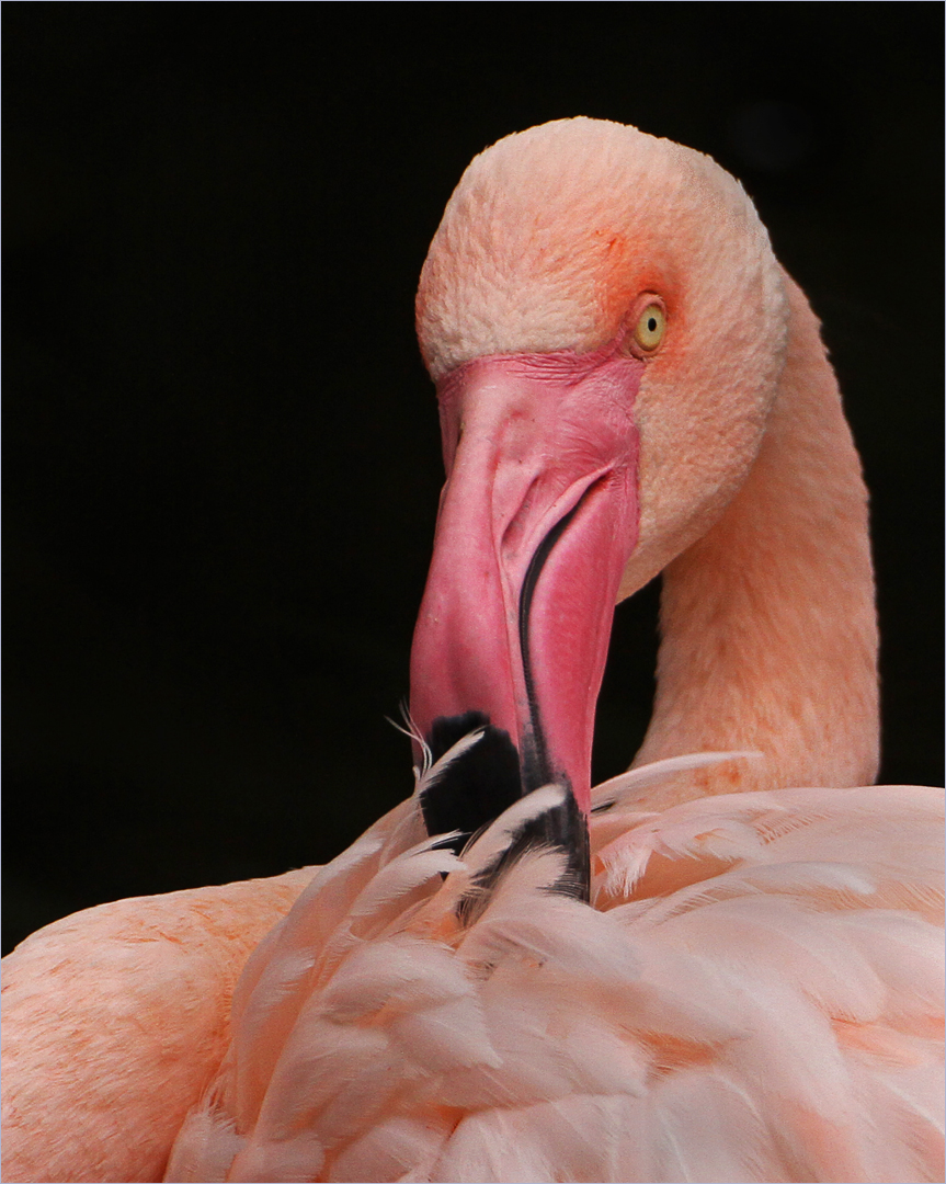 Flamingo