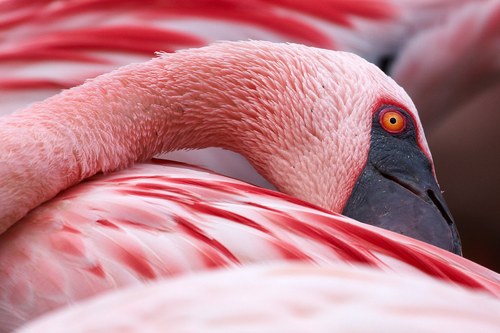 Flamingo