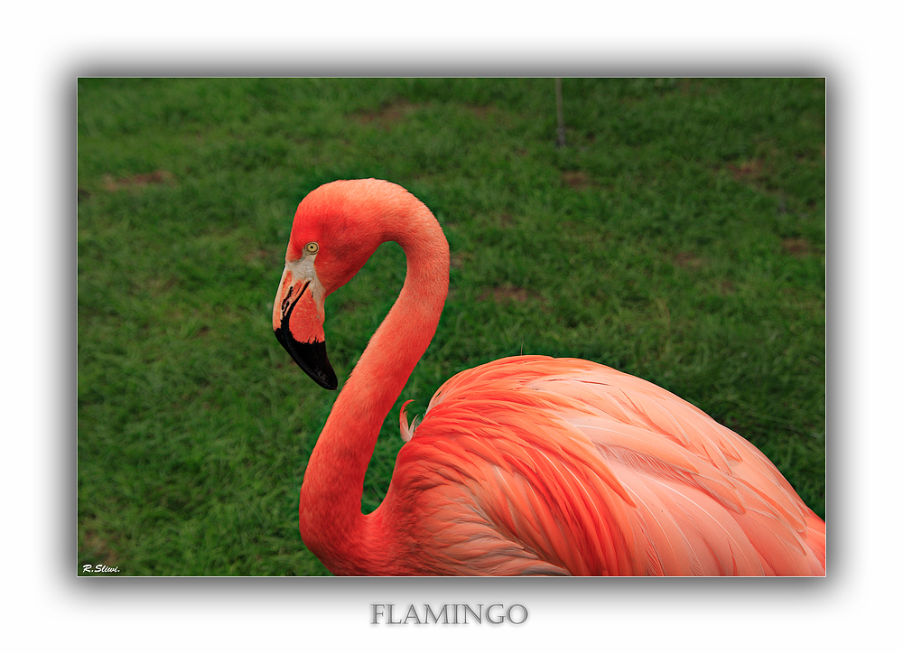 Flamingo...