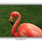 Flamingo...