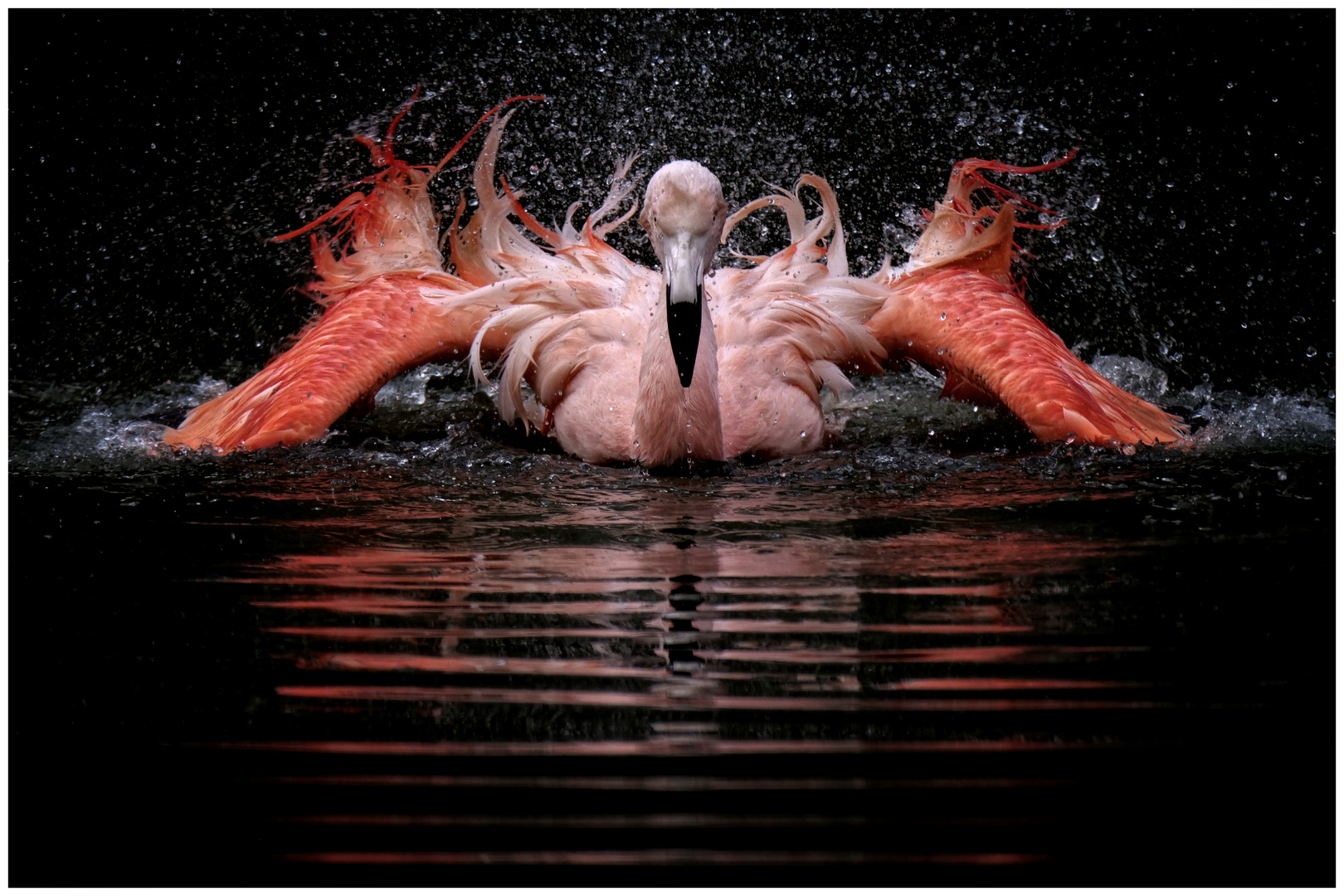 Flamingo