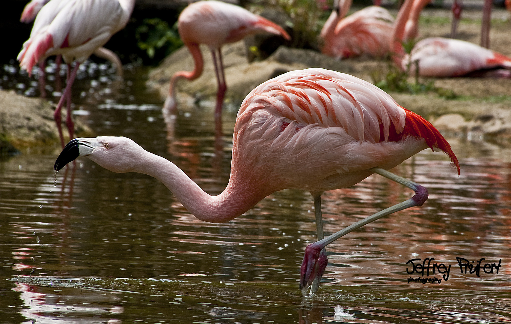 Flamingo