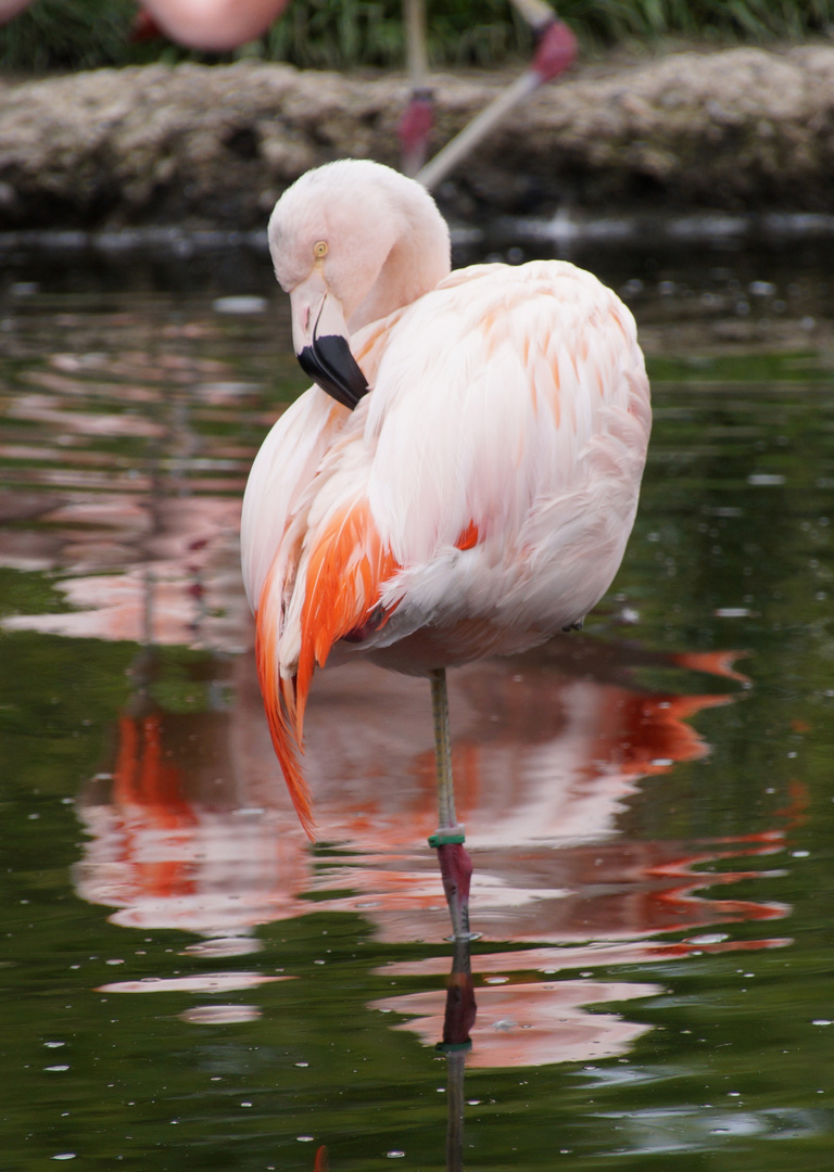 Flamingo