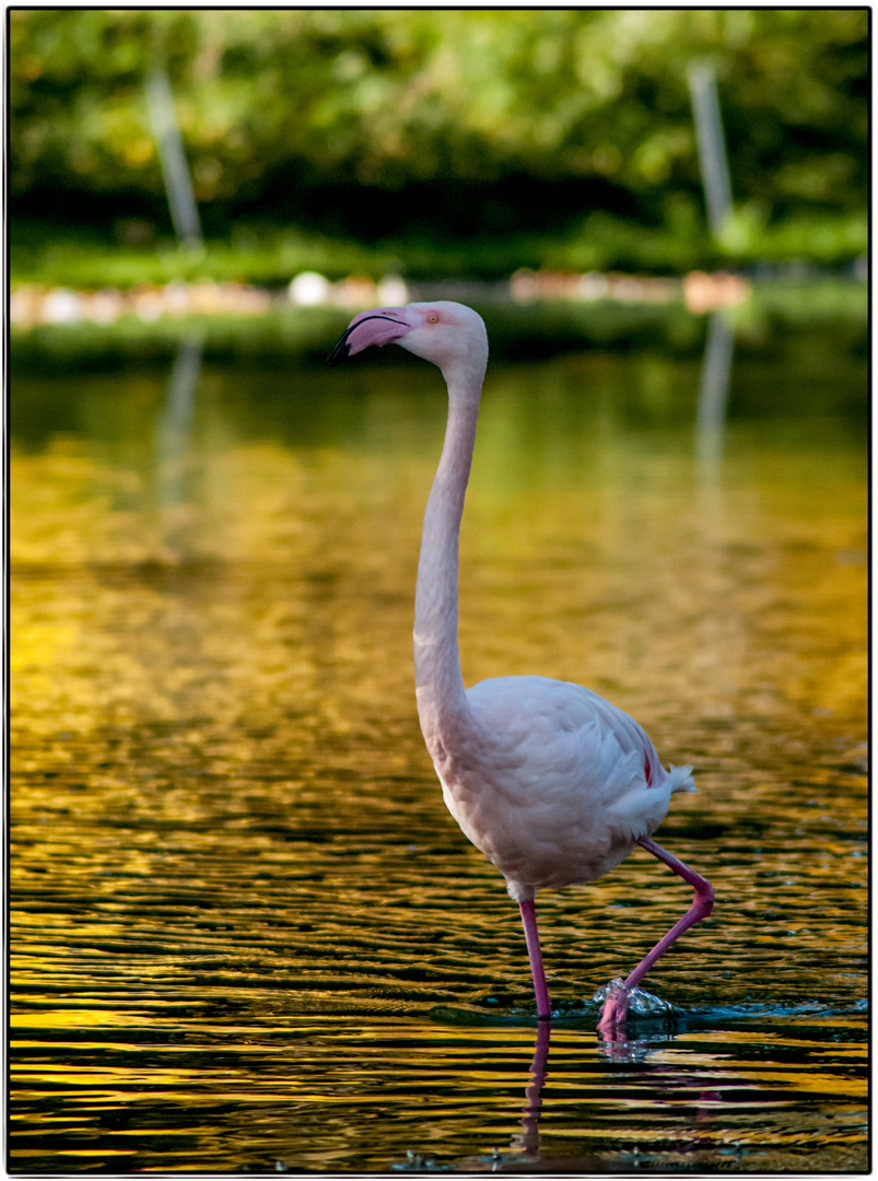 Flamingo