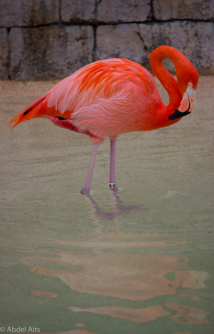 Flamingo