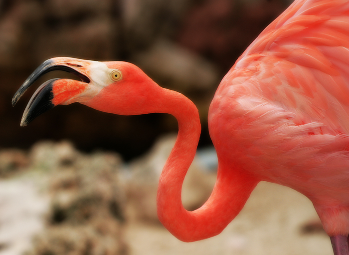 Flamingo