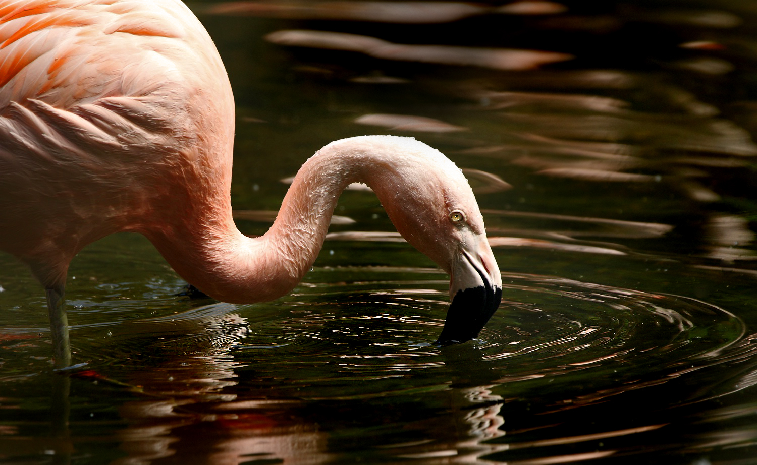 Flamingo